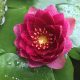 Water lily (Nymphaea) 'James Brydon'
