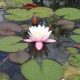 Water lily -Marliacea Carnea