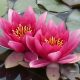 Water lily - Pink Rene Gerard
