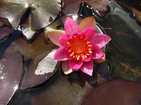 Water lily 'Pygmaea Rubra'