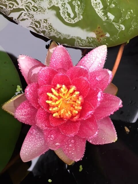 Water lily - Red Attraction