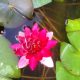 Water lily (Nymphaea) Ellisiana