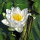 Water lily (Nymphaea) 'Gladstoniana'