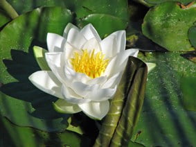 Water lily (Nymphaea) 'Gladstoniana'
