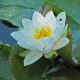 Water lily - White 'Marliacea Albida'
