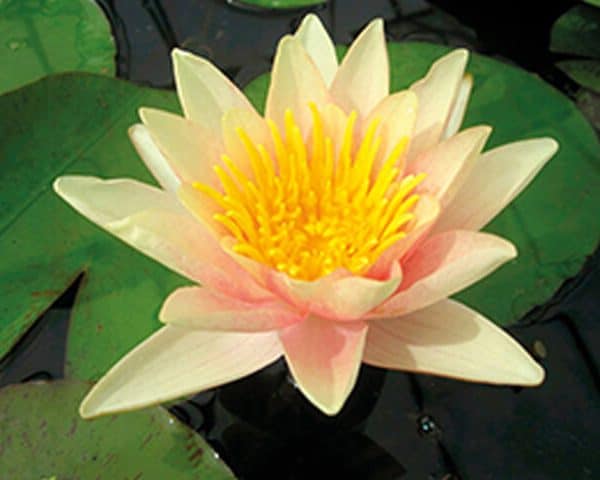 Water lily (Nymphaea) ‘Paul Hariot’
