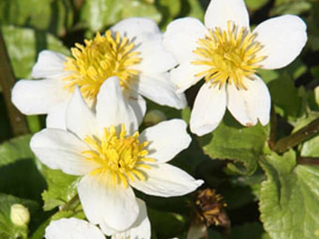 White Marsh marigold Caltha plustris var. alba