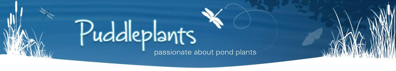 Oxygenating pond plants & floating pond plants