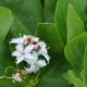 Bog bean (Menyanthes trifoliata) Pond Plant For Sale UK