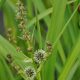 branched bur reed