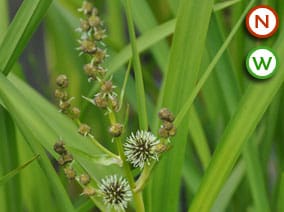 branched bur reed