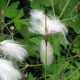 Common Cotton grass (Eriophorum angustifolium)
