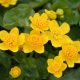 Marsh marigold (Caltha palustris) Plants For Sale in the UK