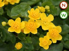 Marsh marigold (Caltha palustris) Plants For Sale in the UK