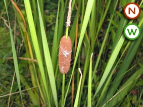 Narrow reedmace (Typha angustifolia)