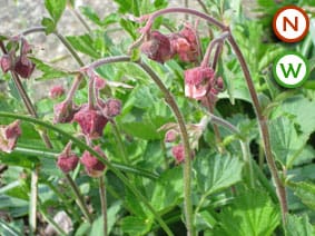 Water Avens Geum rivale