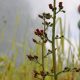 Water figwort Scrophularia auriculata
