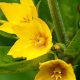 Yellow loosestrife (Lysimachia vulgaris) Plants for Sale UK