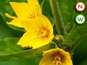 Yellow loosestrife (Lysimachia vulgaris) Plants for Sale UK