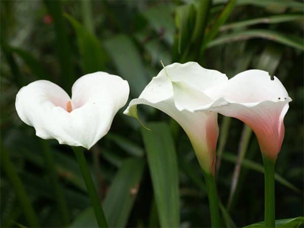 Zantedeschia 'Kiwi Blush' (Arum lily)