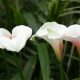 Zantedeschia 'Kiwi Blush' (Arum lily)