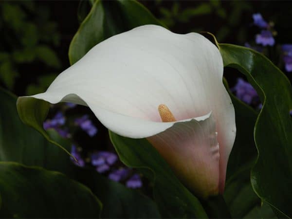 Zantedeschia 'Marshmallow' (Arum lily)