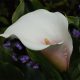 Zantedeschia 'Marshmallow' (Arum lily)
