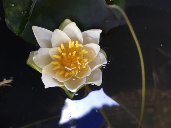 Water lily (Nymphaea) Snow Princess