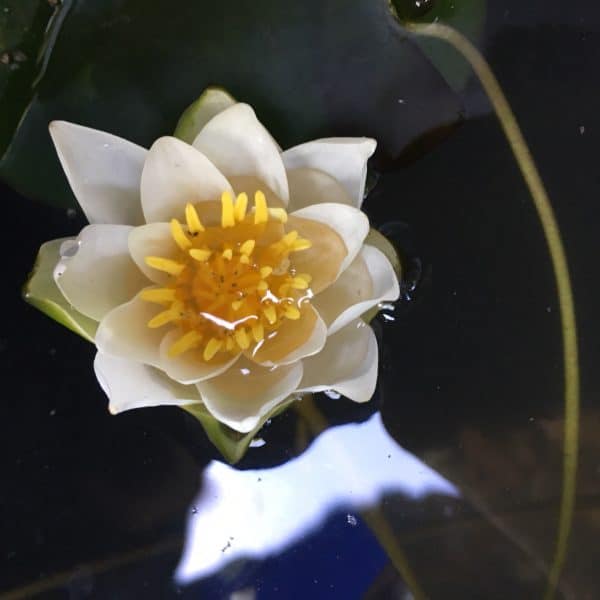 Water lily (Nymphaea) Snow Princess