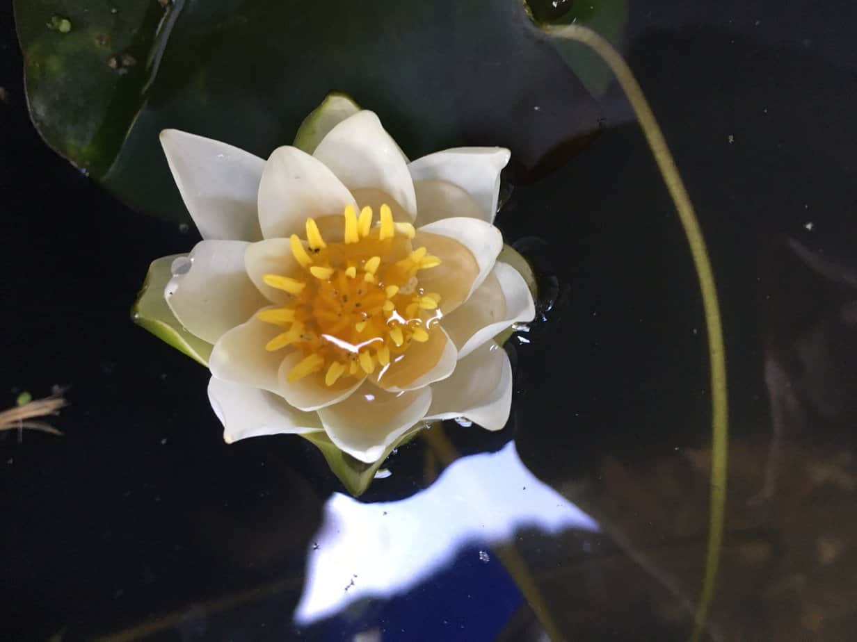 Nymphaea Snow Princess water lily