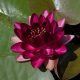 Water lily (Nymphaea) 'Almost Black'