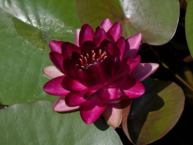 Water lily (Nymphaea) 'Almost Black'
