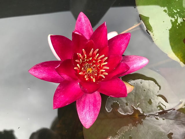 Water lily (Nymphaea) Xiafei