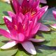 Water lily (Nymphaea) Xiafei