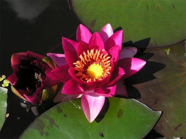 Water lily (Nymphaea) 'Laydekeri fulgens'