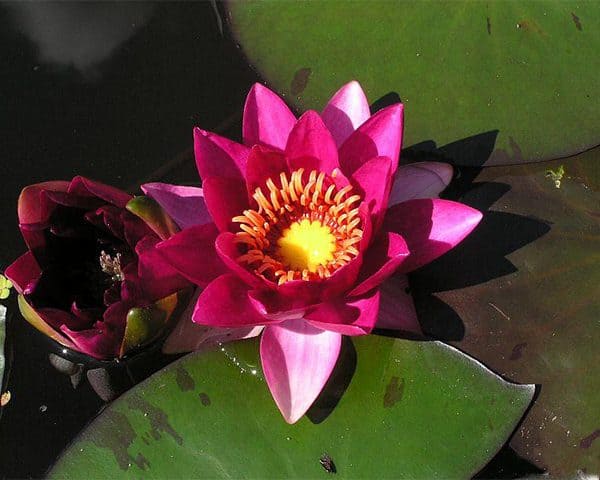 Water lily (Nymphaea) 'Laydekeri fulgens'