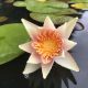 Water lily (Nymphaea) 'Sioux'