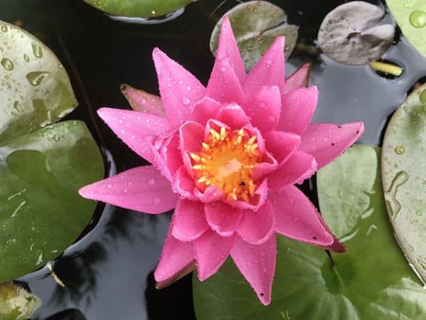 Water lily (Nymphaea) 'Rose Arey'