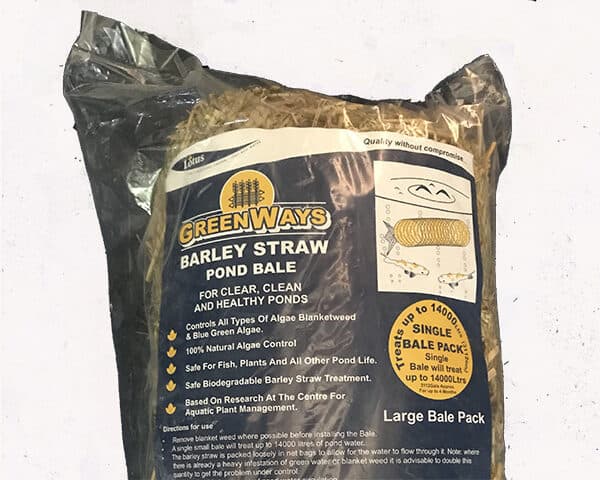 Barley Straw Bale Large