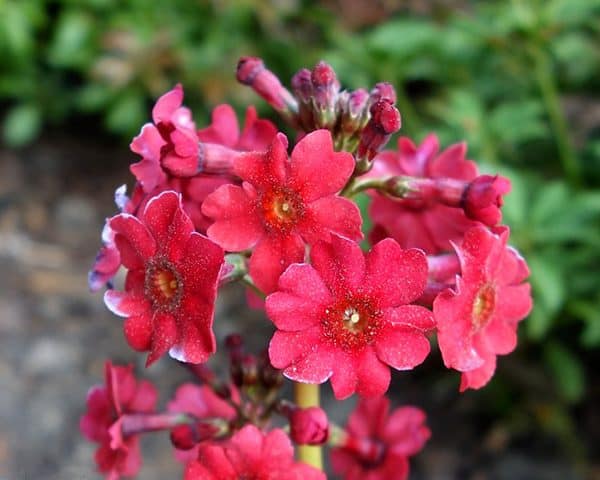 Primula japonica 'Miller's Crimson (Pf) (Japanese primrose)