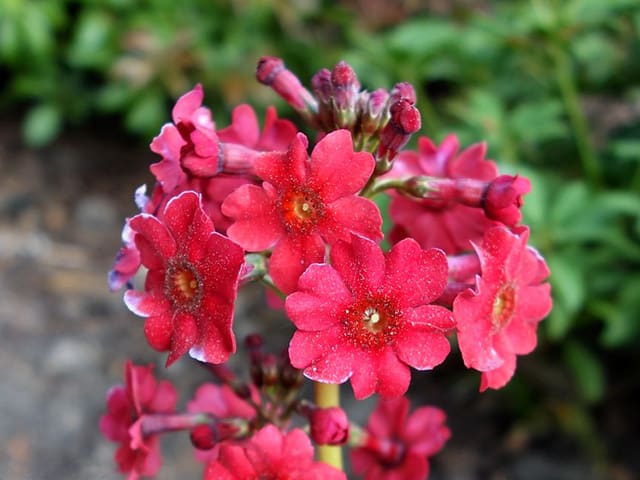 Primula japonica 'Miller's Crimson (Pf) (Japanese primrose)