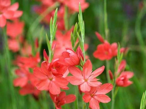 Crimson flag lily 'Major' (Schizostylis coccinea 'Major')