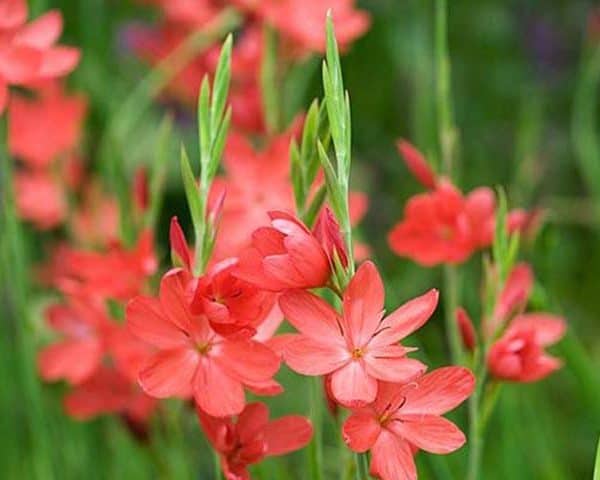 Crimson flag lily 'Major' (Schizostylis coccinea 'Major')