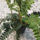 Japanese lace fern (Polystichum polyblepharum)