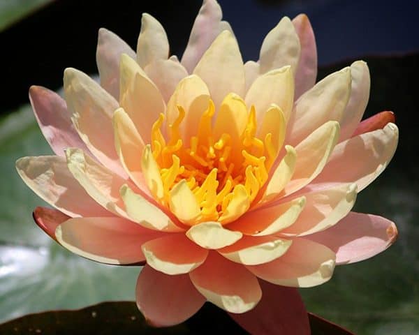 Water lily (Nymphae) 'Barbara Dobbins'