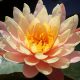Water lily (Nymphae) 'Barbara Dobbins'