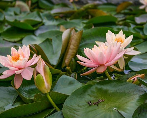 Water lily (Nymphaea) 'Patio Joe'