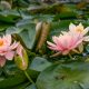 Water lily (Nymphaea) 'Patio Joe'