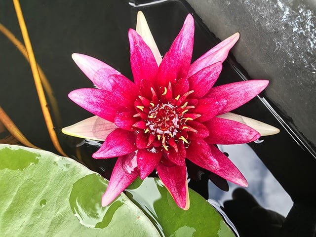 Water lily (Nymphaea) Sirius