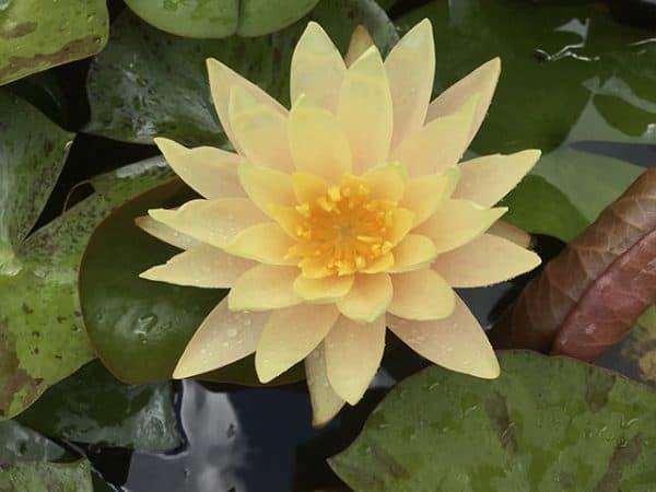 Water lily (Nymphaea) 'Texas Dawn'
